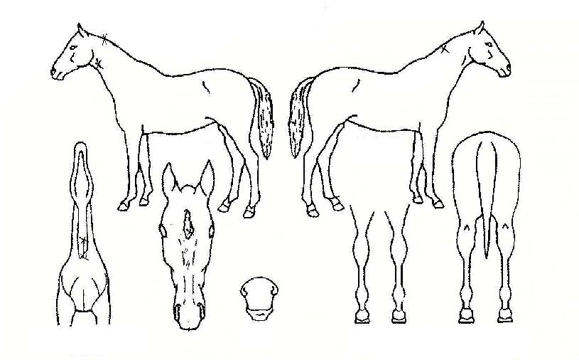 �������� ����,���,�޸�,�λ�,�ٸ��� Ư¡����