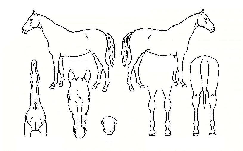 »õõ³â²ÞÀÇ Ãø¸é,¿ì¸é,µÞ¸é,µÎ»ó,´Ù¸®ÀÇ Æ¯Â¡µµÇØ