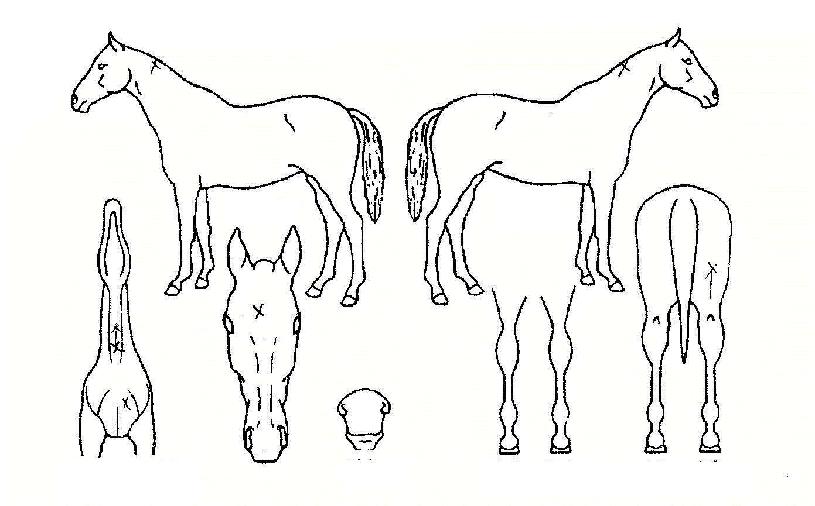 �������� ����,���,�޸�,�λ�,�ٸ��� Ư¡����