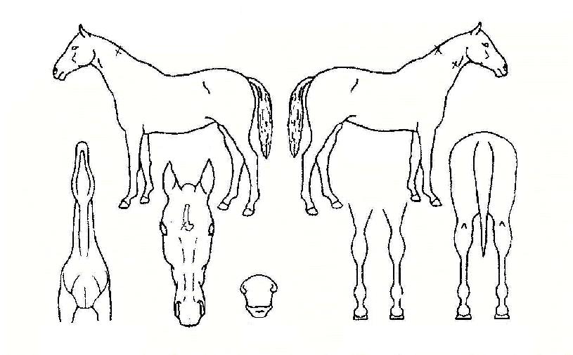 ��ü������ ����,���,�޸�,�λ�,�ٸ��� Ư¡����