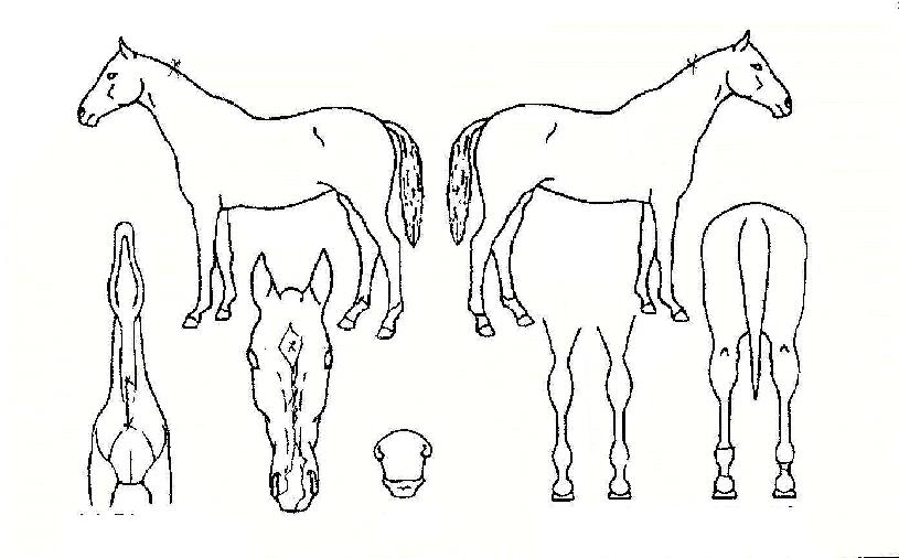 ����������Ʈ�� ����,���,�޸�,�λ�,�ٸ��� Ư¡����