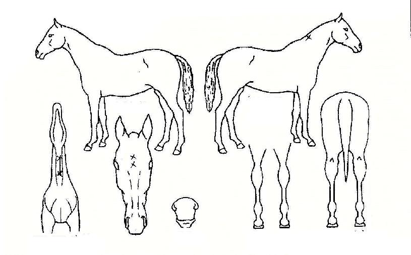 �������º��� ����,���,�޸�,�λ�,�ٸ��� Ư¡����