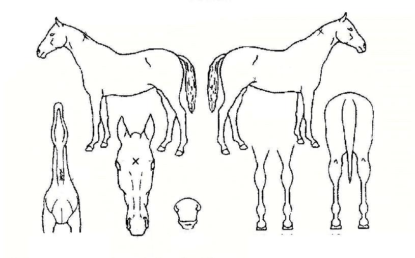 ����ź���� ����,���,�޸�,�λ�,�ٸ��� Ư¡����