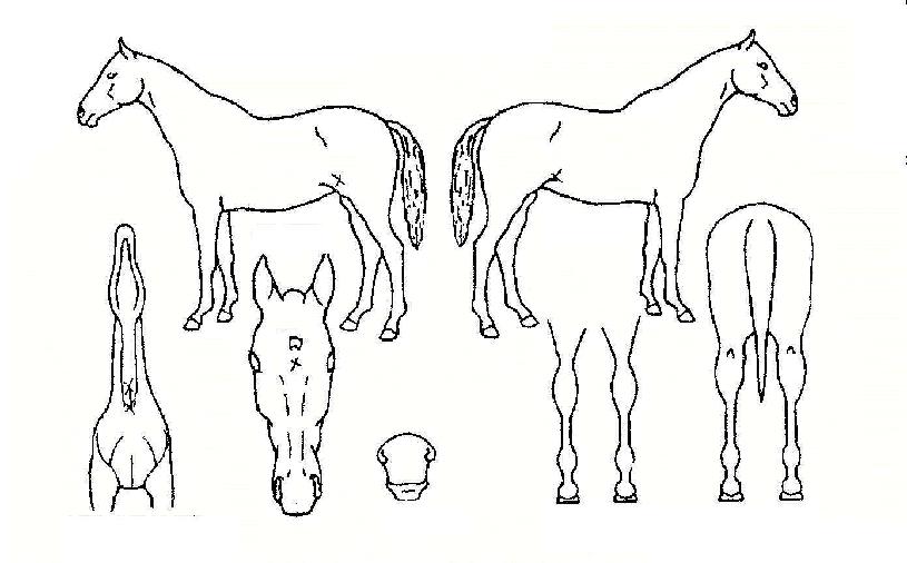 ������� ����,���,�޸�,�λ�,�ٸ��� Ư¡����