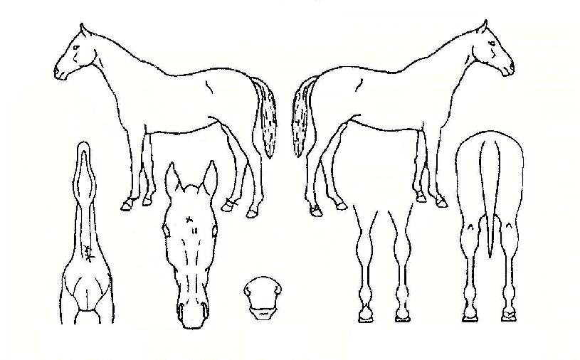 ¼öÆÛŸÀ̰ÅÀÇ Ãø¸é,¿ì¸é,µÞ¸é,µÎ»ó,´Ù¸®ÀÇ Æ¯Â¡µµÇØ