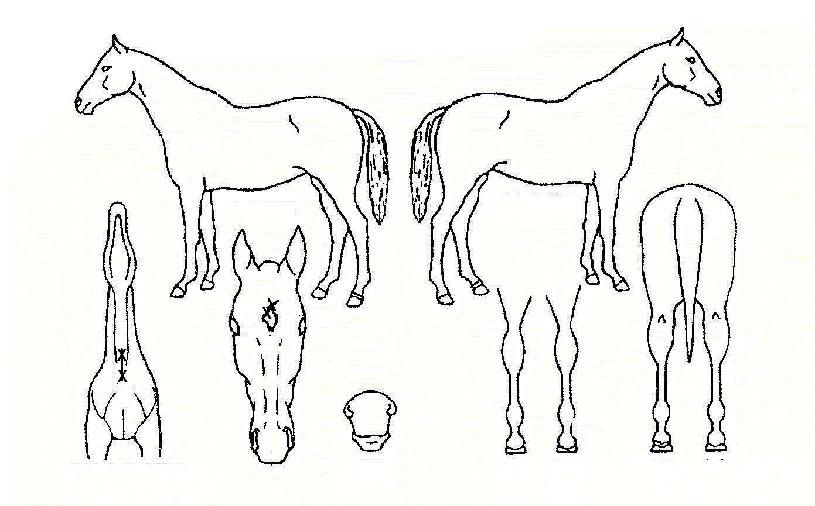 ž±Û¶óÀ̵åÀÇ Ãø¸é,¿ì¸é,µÞ¸é,µÎ»ó,´Ù¸®ÀÇ Æ¯Â¡µµÇØ