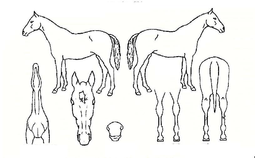 ���������� ����,���,�޸�,�λ�,�ٸ��� Ư¡����