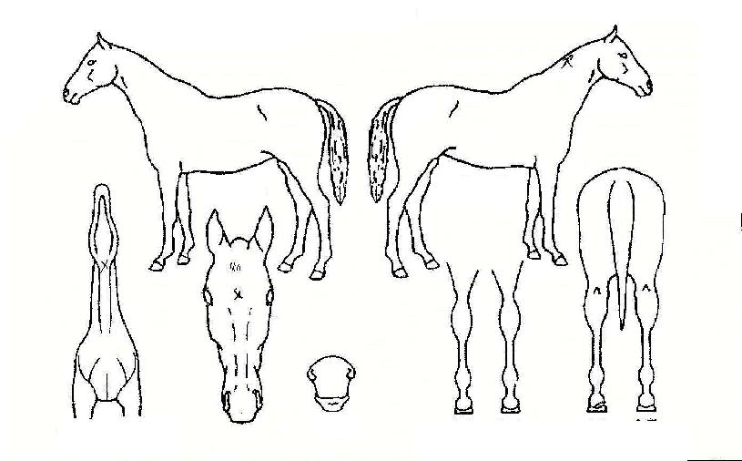 �׸������� ����,���,�޸�,�λ�,�ٸ��� Ư¡����