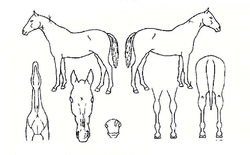 Áö±¸»óÀ§·ÂÀÇ Ãø¸é,¿ì¸é,µÞ¸é,µÎ»ó,´Ù¸®ÀÇ Æ¯Â¡µµÇØ