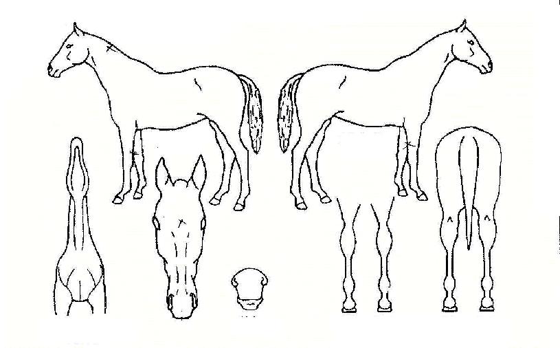 ¼±¤¿µ¿õÀÇ Ãø¸é,¿ì¸é,µÞ¸é,µÎ»ó,´Ù¸®ÀÇ Æ¯Â¡µµÇØ