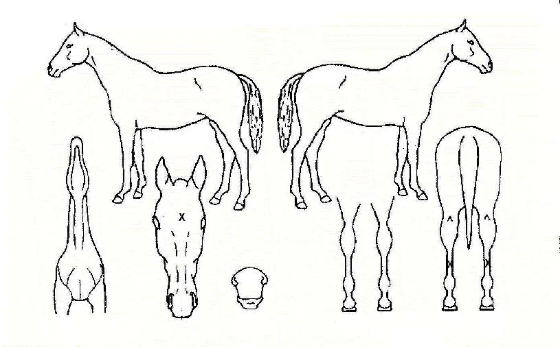 �ں���� ����,���,�޸�,�λ�,�ٸ��� Ư¡����