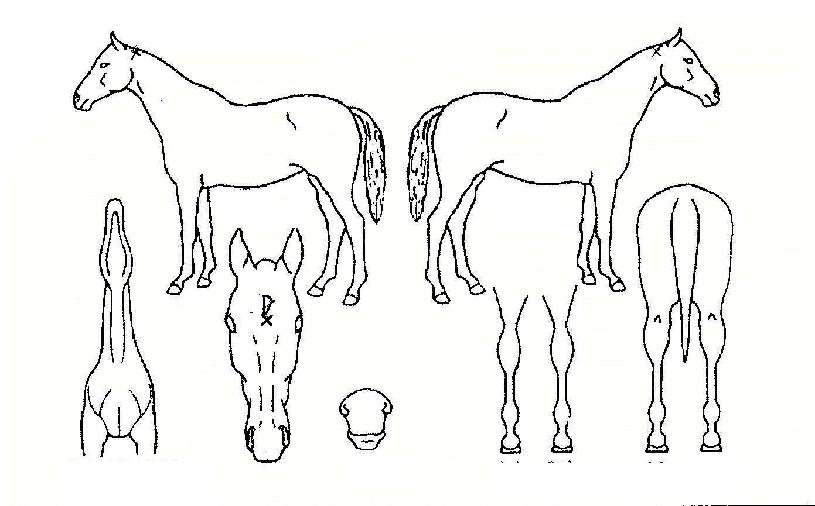 ¸ô¸®½º¿¡¾îÀÚ¸¶ÀÇ Ãø¸é,¿ì¸é,µÞ¸é,µÎ»ó,´Ù¸®ÀÇ Æ¯Â¡µµÇØ