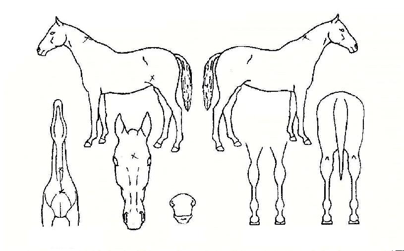 �޺����� ����,���,�޸�,�λ�,�ٸ��� Ư¡����