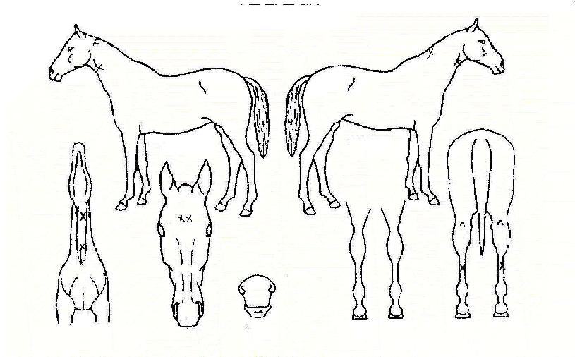 Ȳ�ݼ����� ����,���,�޸�,�λ�,�ٸ��� Ư¡����