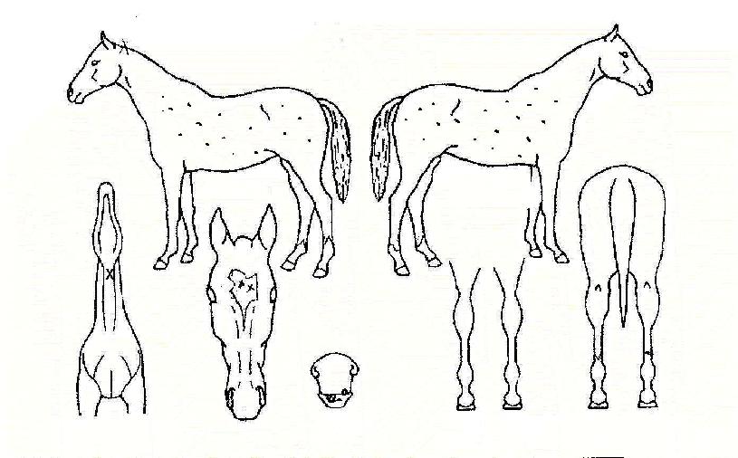 ����������� ����,���,�޸�,�λ�,�ٸ��� Ư¡����