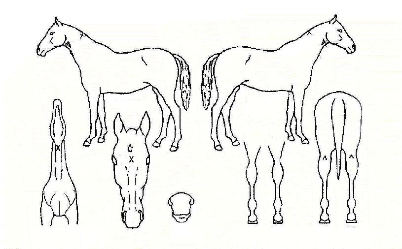 ĳġ���� ����,���,�޸�,�λ�,�ٸ��� Ư¡����