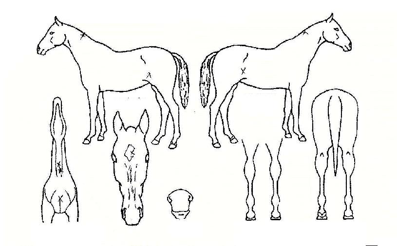 ����Ʈ���� ����,���,�޸�,�λ�,�ٸ��� Ư¡����