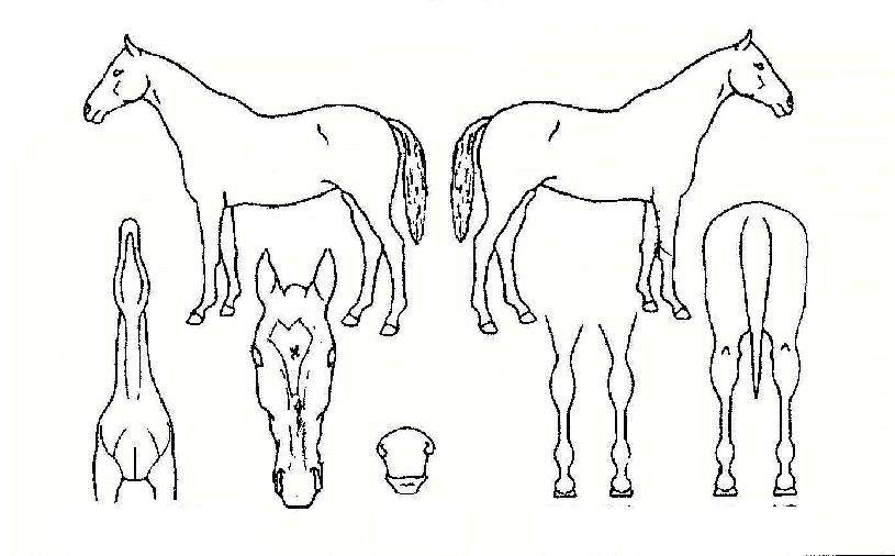 �߿������� ����,���,�޸�,�λ�,�ٸ��� Ư¡����