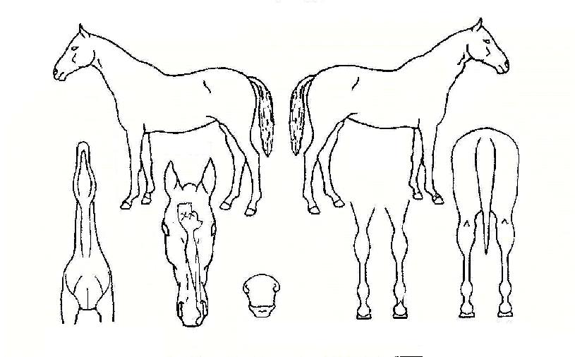 Å©¸®½ºÆ¼³ªÁŸÀÚ¸¶ÀÇ Ãø¸é,¿ì¸é,µÞ¸é,µÎ»ó,´Ù¸®ÀÇ Æ¯Â¡µµÇØ