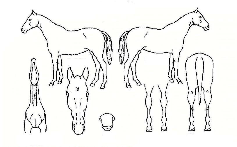 �ٶ��ٶ��� ����,���,�޸�,�λ�,�ٸ��� Ư¡����