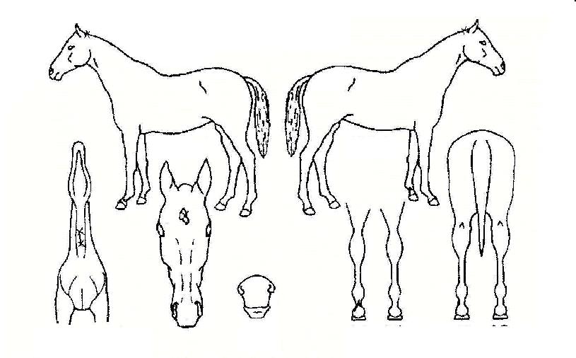 ���׷��̵��� ����,���,�޸�,�λ�,�ٸ��� Ư¡����