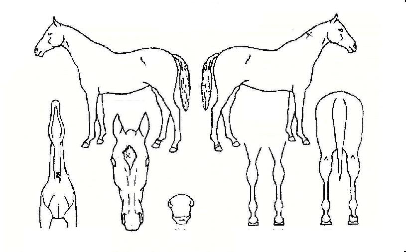 �ް��̷��� ����,���,�޸�,�λ�,�ٸ��� Ư¡����