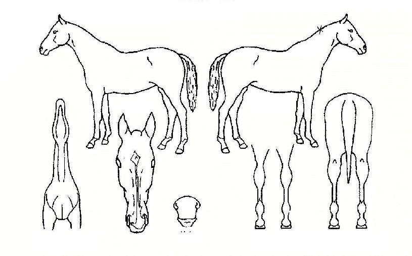 �泲�ô��� ����,���,�޸�,�λ�,�ٸ��� Ư¡����