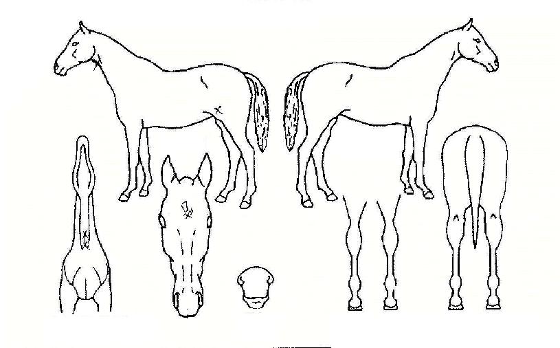 ±Û·Î¸®À§³ÊÀÇ Ãø¸é,¿ì¸é,µÞ¸é,µÎ»ó,´Ù¸®ÀÇ Æ¯Â¡µµÇØ