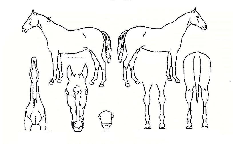 »õ¼ö³ª´ÙÀÇ Ãø¸é,¿ì¸é,µÞ¸é,µÎ»ó,´Ù¸®ÀÇ Æ¯Â¡µµÇØ