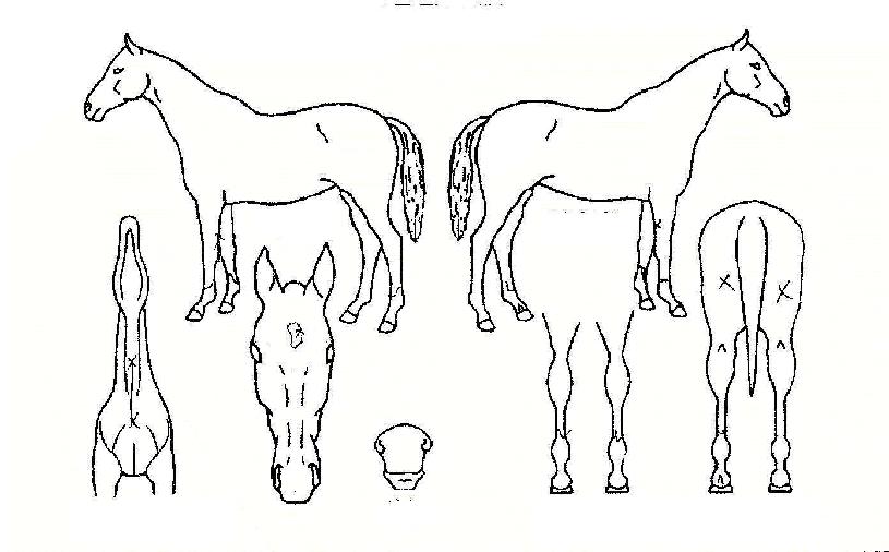 °È£¸íÀåÀÇ Ãø¸é,¿ì¸é,µÞ¸é,µÎ»ó,´Ù¸®ÀÇ Æ¯Â¡µµÇØ