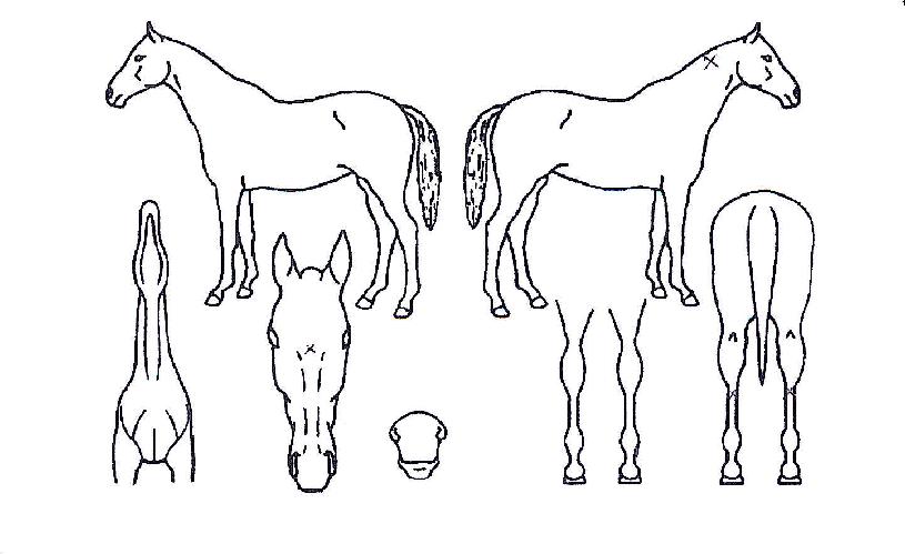 �۷ι������� ����,���,�޸�,�λ�,�ٸ��� Ư¡����