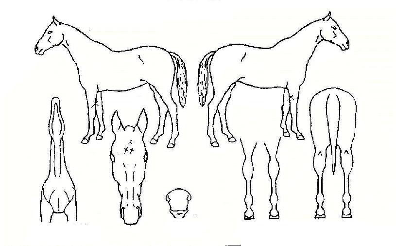 Á¦¿µ»ê¸ÆÀÇ Ãø¸é,¿ì¸é,µÞ¸é,µÎ»ó,´Ù¸®ÀÇ Æ¯Â¡µµÇØ