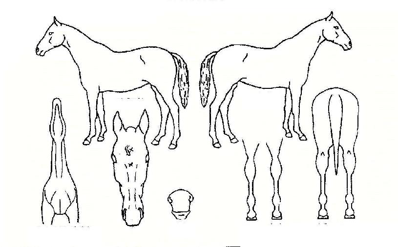 ÆÇµµ¶ó¹Ú½ºÀÇ Ãø¸é,¿ì¸é,µÞ¸é,µÎ»ó,´Ù¸®ÀÇ Æ¯Â¡µµÇØ