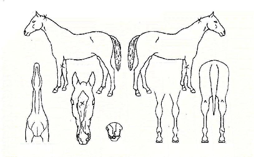 ºñ¸£ÀÚÀÌÆ®ÀÇ Ãø¸é,¿ì¸é,µÞ¸é,µÎ»ó,´Ù¸®ÀÇ Æ¯Â¡µµÇØ