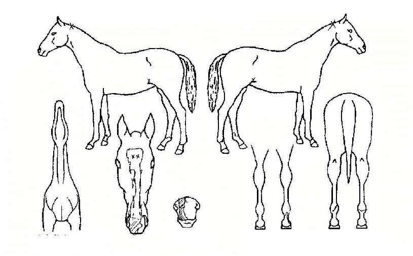 °úõȰº¸ÀÇ Ãø¸é,¿ì¸é,µÞ¸é,µÎ»ó,´Ù¸®ÀÇ Æ¯Â¡µµÇØ