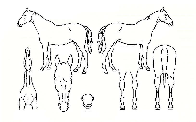 �̽���Į���Ҹ��ڸ��� ����,���,�޸�,�λ�,�ٸ��� Ư¡����