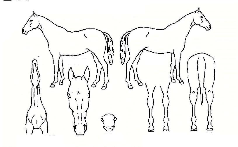 Ǫ³ªÀÇ Ãø¸é,¿ì¸é,µÞ¸é,µÎ»ó,´Ù¸®ÀÇ Æ¯Â¡µµÇØ