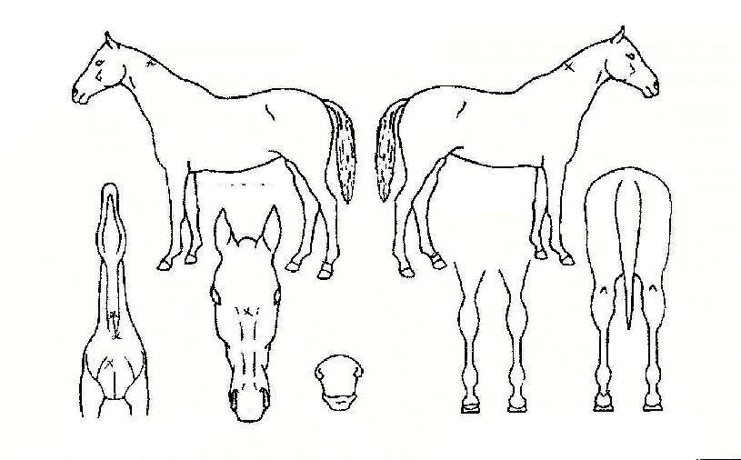 ǻóĳ������ ����,���,�޸�,�λ�,�ٸ��� Ư¡����