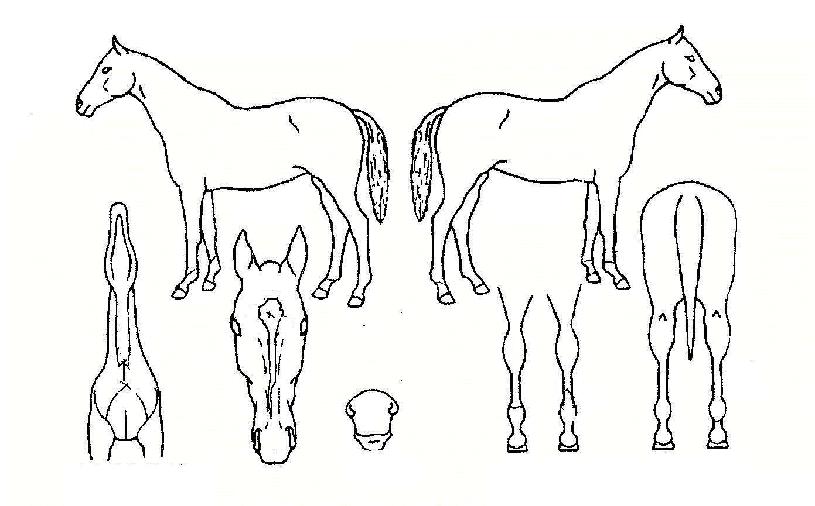 ���ϸ��� ����,���,�޸�,�λ�,�ٸ��� Ư¡����