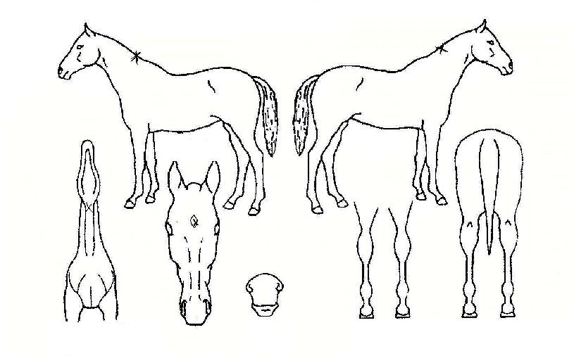 �����Դ��ڸ��� ����,���,�޸�,�λ�,�ٸ��� Ư¡����