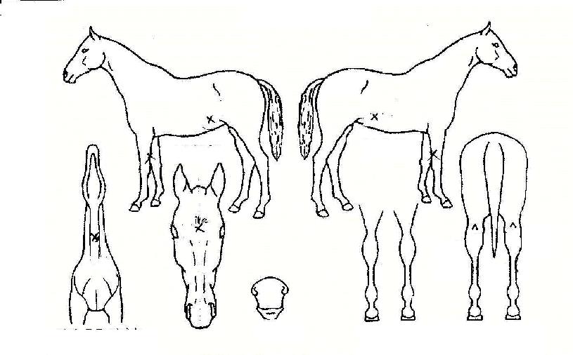 �Ƹ������� ����,���,�޸�,�λ�,�ٸ��� Ư¡����