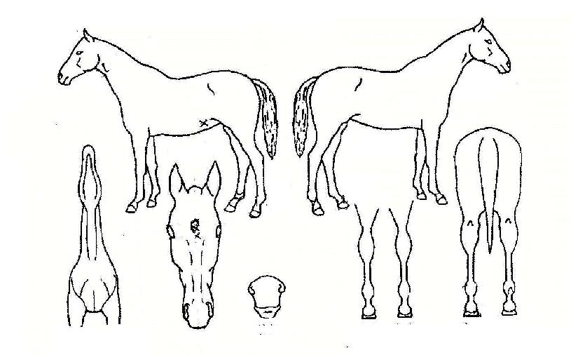 Å©·Î³ë½ºÀÇ Ãø¸é,¿ì¸é,µÞ¸é,µÎ»ó,´Ù¸®ÀÇ Æ¯Â¡µµÇØ