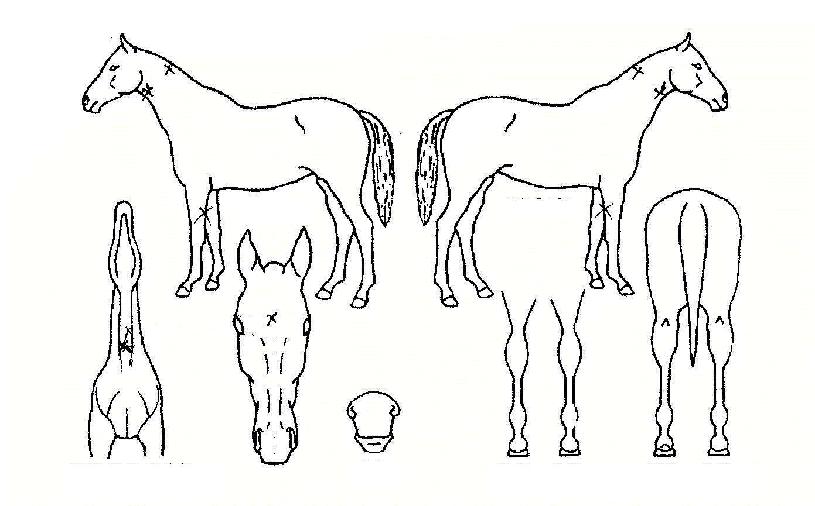 °¡¹®ÀDzÞÀÇ Ãø¸é,¿ì¸é,µÞ¸é,µÎ»ó,´Ù¸®ÀÇ Æ¯Â¡µµÇØ