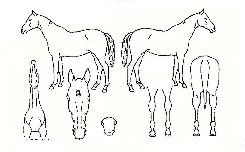 ´ë¼ºÁÖÀÇ Ãø¸é,¿ì¸é,µÞ¸é,µÎ»ó,´Ù¸®ÀÇ Æ¯Â¡µµÇØ