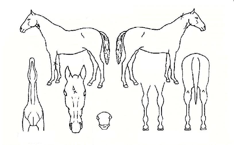 ��������� ����,���,�޸�,�λ�,�ٸ��� Ư¡����