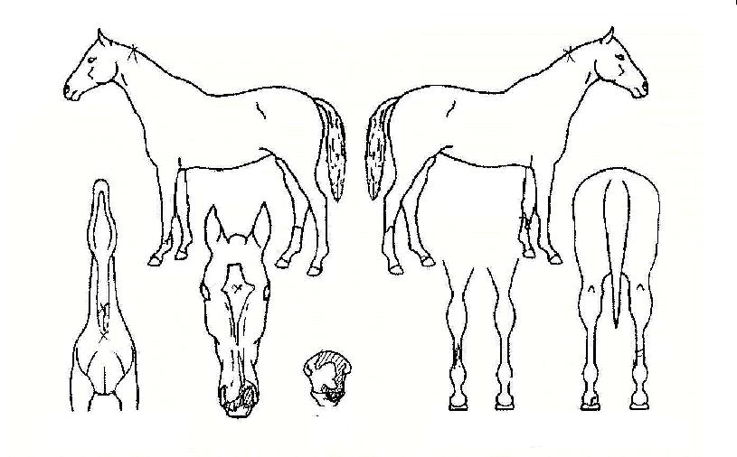 ÆÄ¿ö°¶·¯ÆÛÀÇ Ãø¸é,¿ì¸é,µÞ¸é,µÎ»ó,´Ù¸®ÀÇ Æ¯Â¡µµÇØ