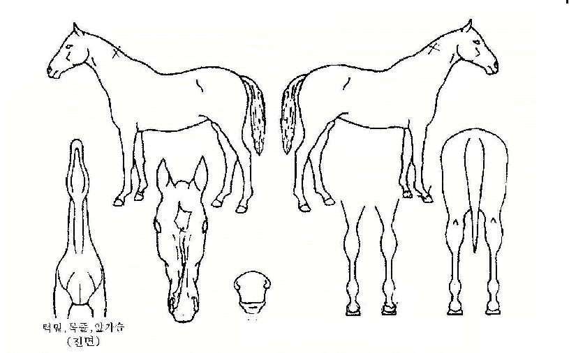 ¼¨µµÅ¬¸¯ÀÇ Ãø¸é,¿ì¸é,µÞ¸é,µÎ»ó,´Ù¸®ÀÇ Æ¯Â¡µµÇØ