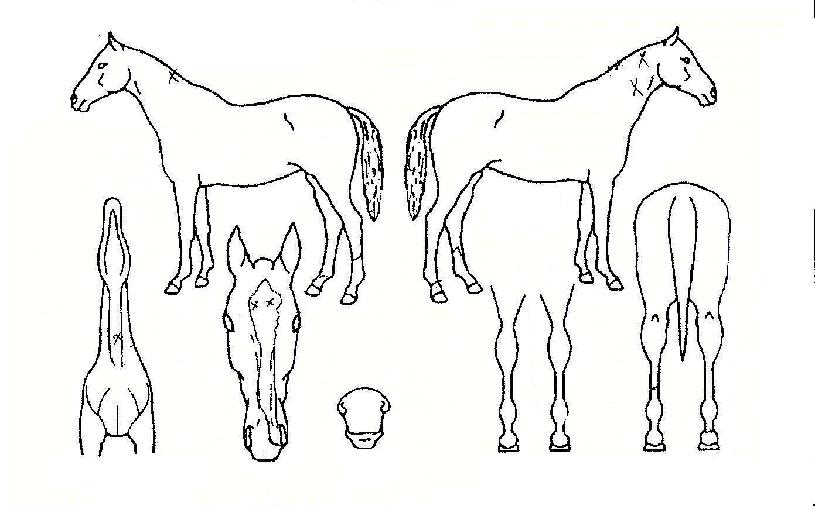 ��۸����� ����,���,�޸�,�λ�,�ٸ��� Ư¡����