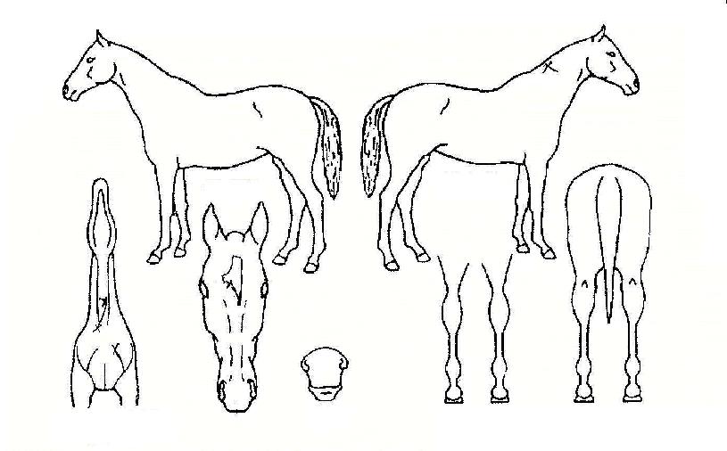 ÁÁÀº´º½ºÀÇ Ãø¸é,¿ì¸é,µÞ¸é,µÎ»ó,´Ù¸®ÀÇ Æ¯Â¡µµÇØ