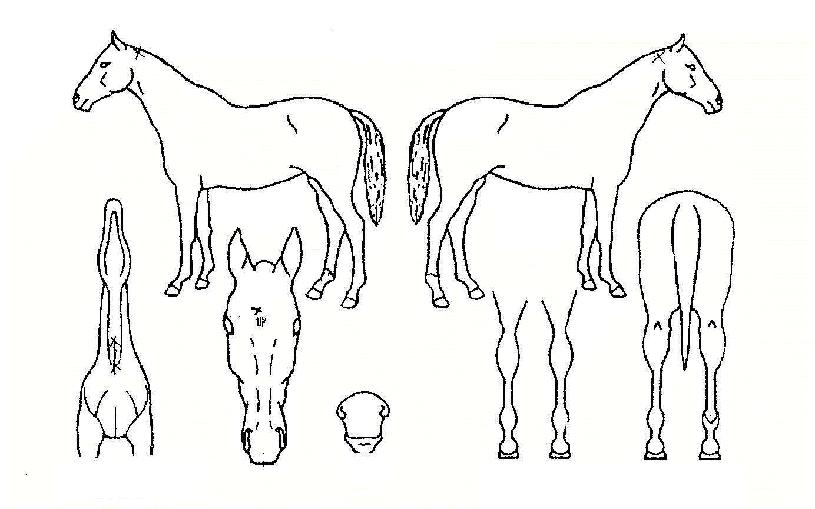 ��������� ����,���,�޸�,�λ�,�ٸ��� Ư¡����